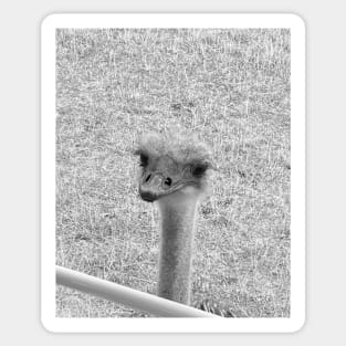 Peeping Ostrich Sticker